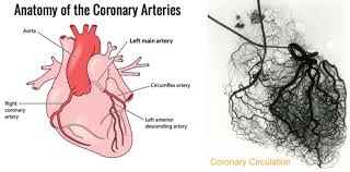 Cardiology Department